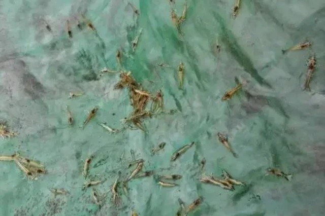 ��Ϻ��������ô����