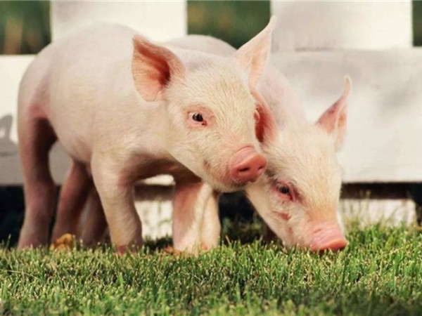 �ڷ������л������������߸����գ�