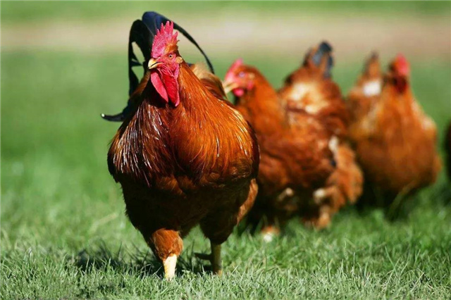 �������Ӽ�