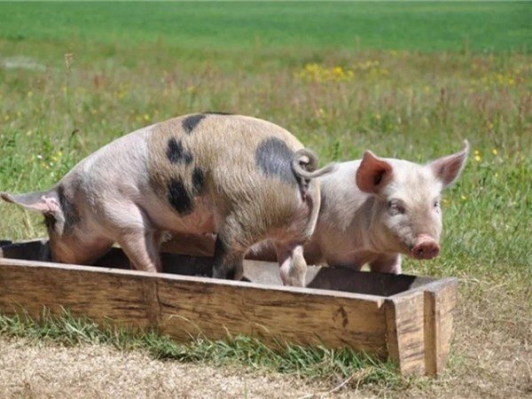 ���������Ӽ�