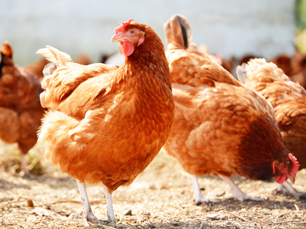 ΢��Ԫ�����ϵ���һ�������ϵ�˫�ر�������ֳ��˫����ֵЧӦ