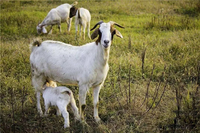 �������Ӽ�