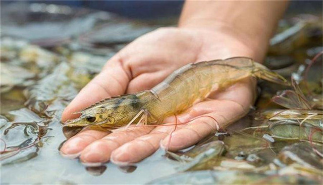 ��Ϻ����