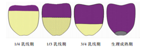 �������Ӽ�