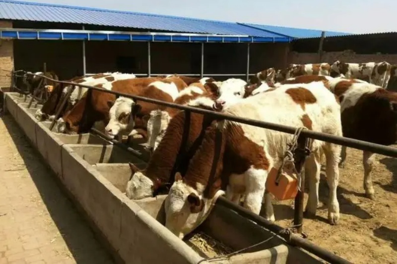 ������ţ��������Ҫ��