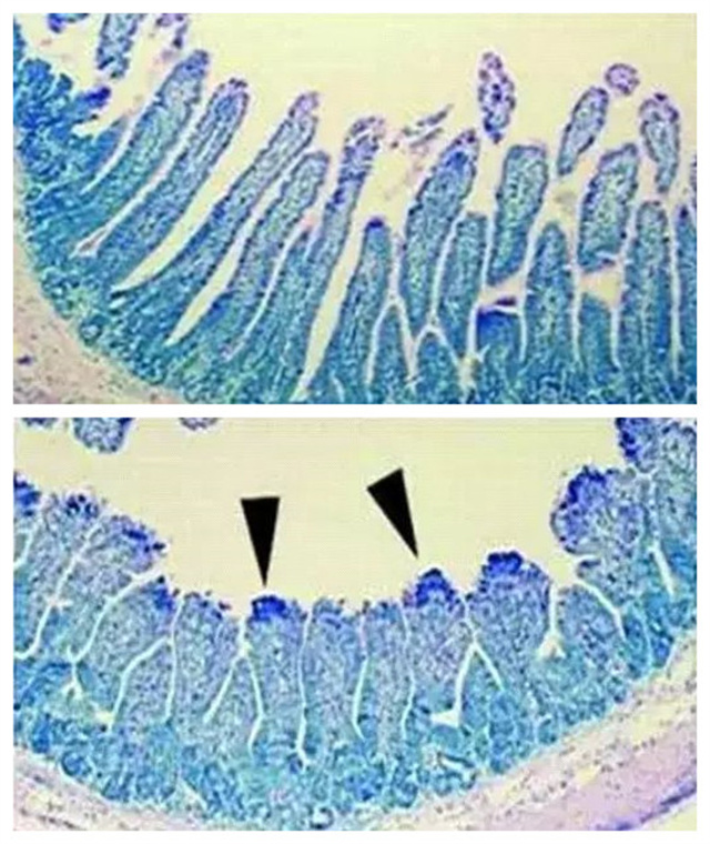 ����п�Դ󳦸˾���Ӱ��ͼ