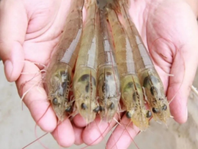 ��������Ϻ