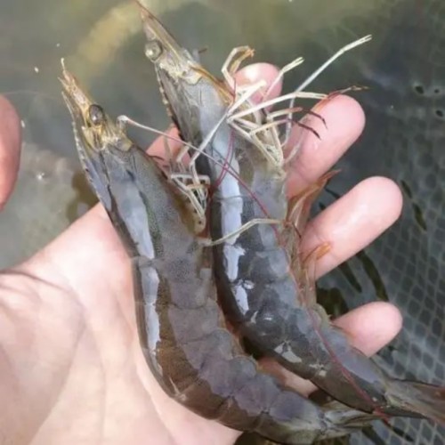 ΢��Ԫ��ȱ���Զ�Ϻ��Ӱ��