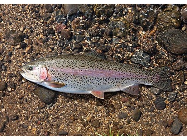 ����������������������õ�п������ͭԴ