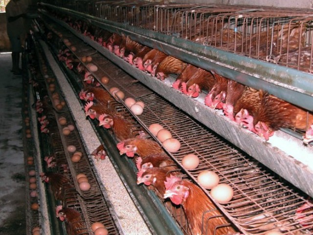 ������ֳϸ��