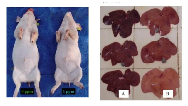 �������Ӽ�