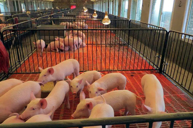 �������ᰱ������ô��