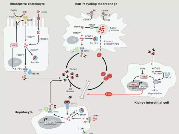 ΢��Ԫ�����Ӽ����������������ѡ�����Ƽ��ͷ���