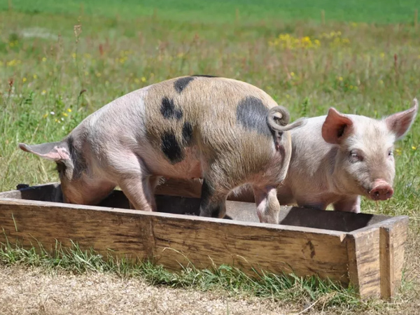 ΢��Ԫ�����Ӽ������ں�������л������������ã�