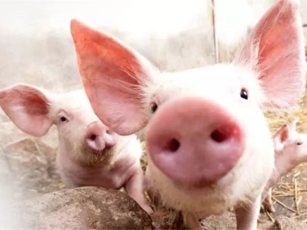 ��������п��α������