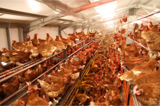 ������Ӧ��������������