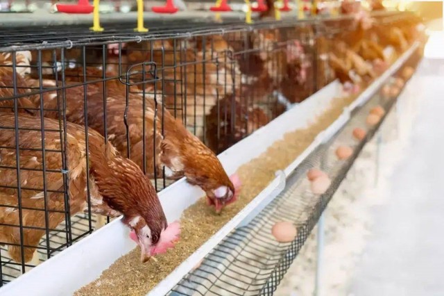 ������Ӧ��������������