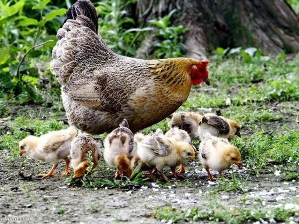 �������Ӽ�