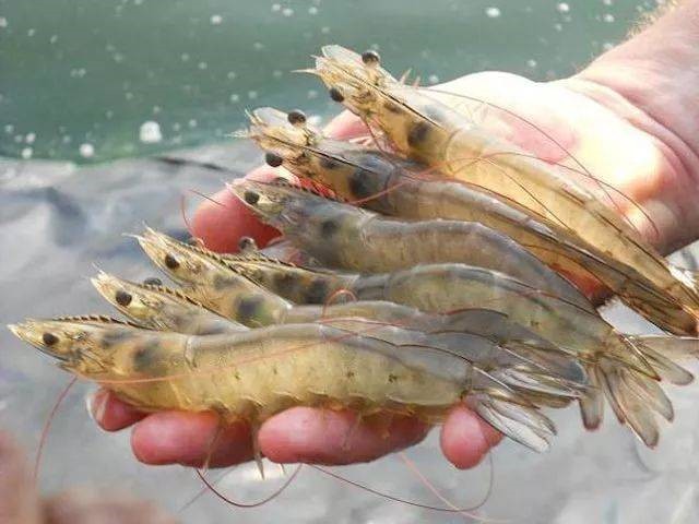 Ϻ������