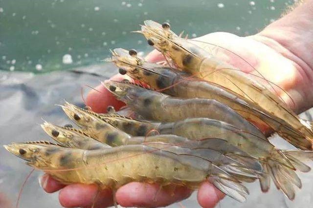 Ϻ������