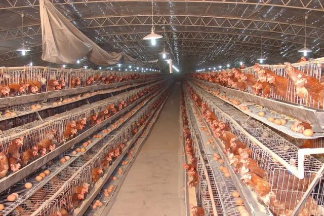 ������ֳ