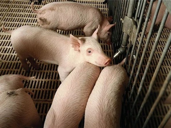 �������Ӽ�