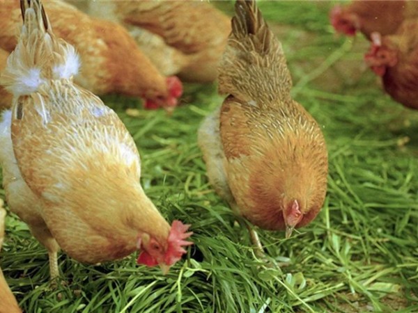 �������Ӽ�