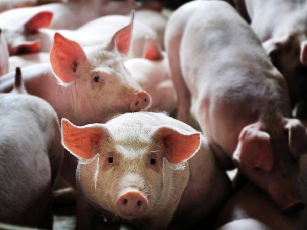 �������Ǽ�ɲ��δ�����л�����ͷ����